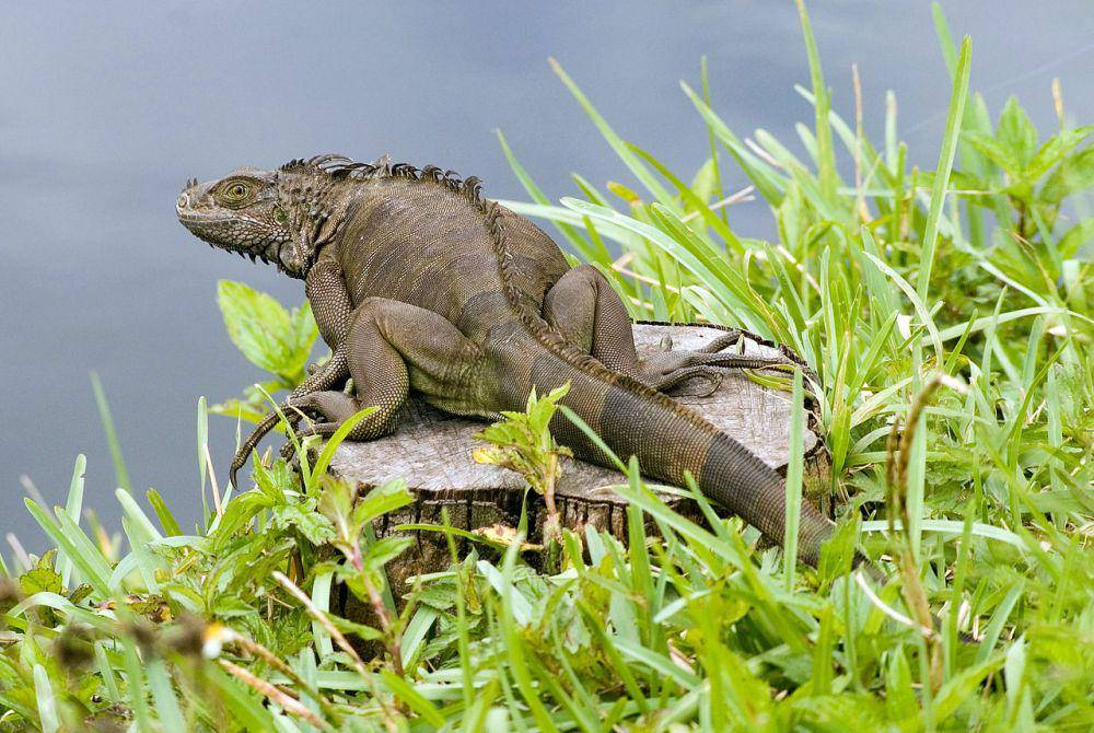 Iguana hijau (commons.wikimedia.org/Ianaré Sévi)