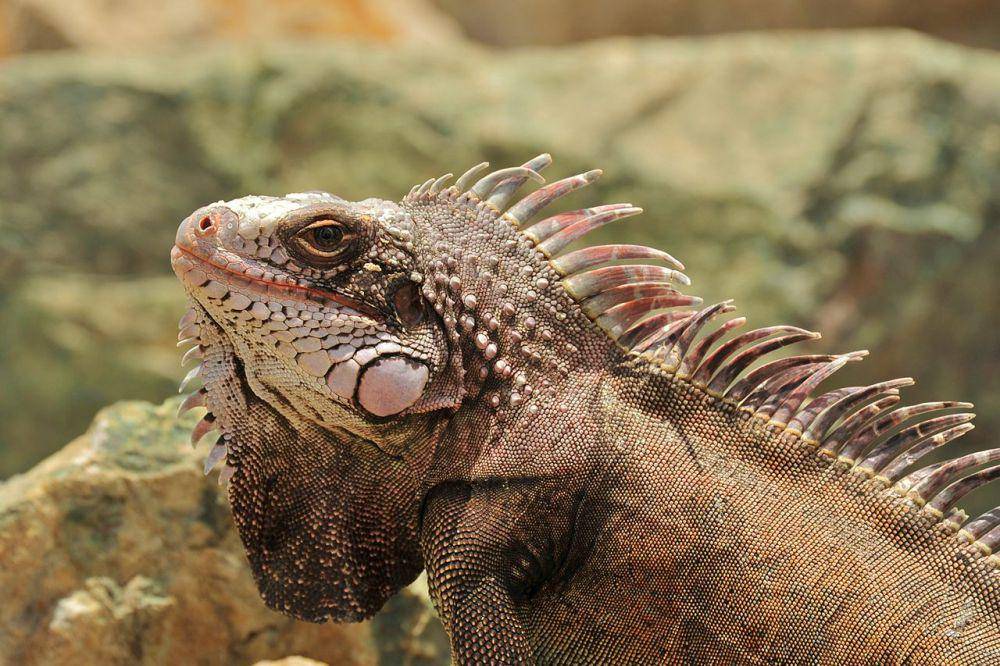 Iguana hijau (commons.wikimedia.org/Fred Hsu)