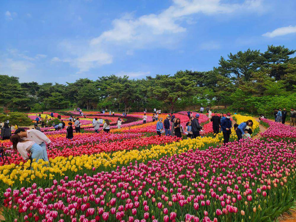 potret Taean World Tulip Festival (en.koreaflowerpark.com)