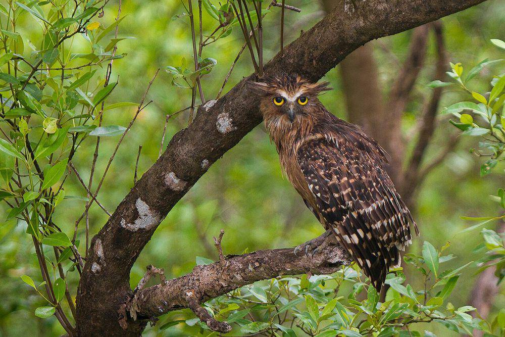 Burung hanntu (commons.wikimedia.org/Soumyajit Nandy)