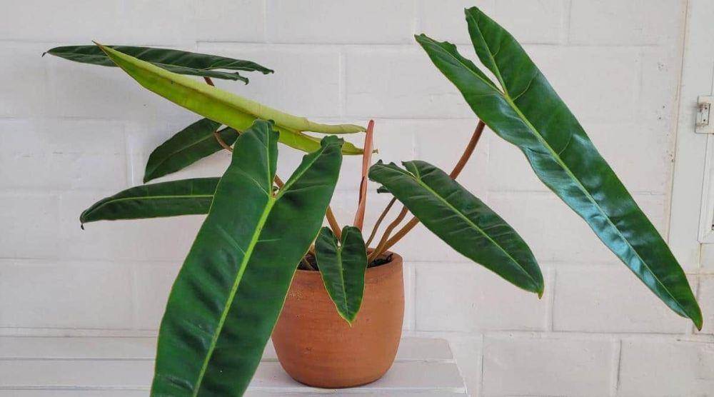ilustrasi philodendron billietiae (pinterest.com/epicgardening)