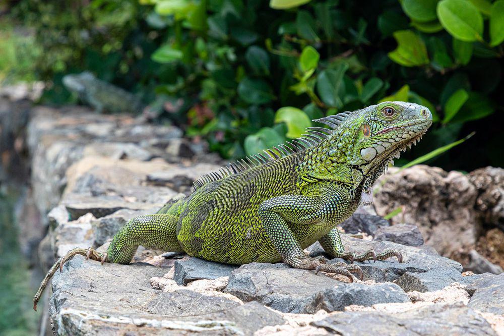 5 Mitos Iguana Hijau yang Sering Dipercaya, Tidak Berdasar dan Sesat!
