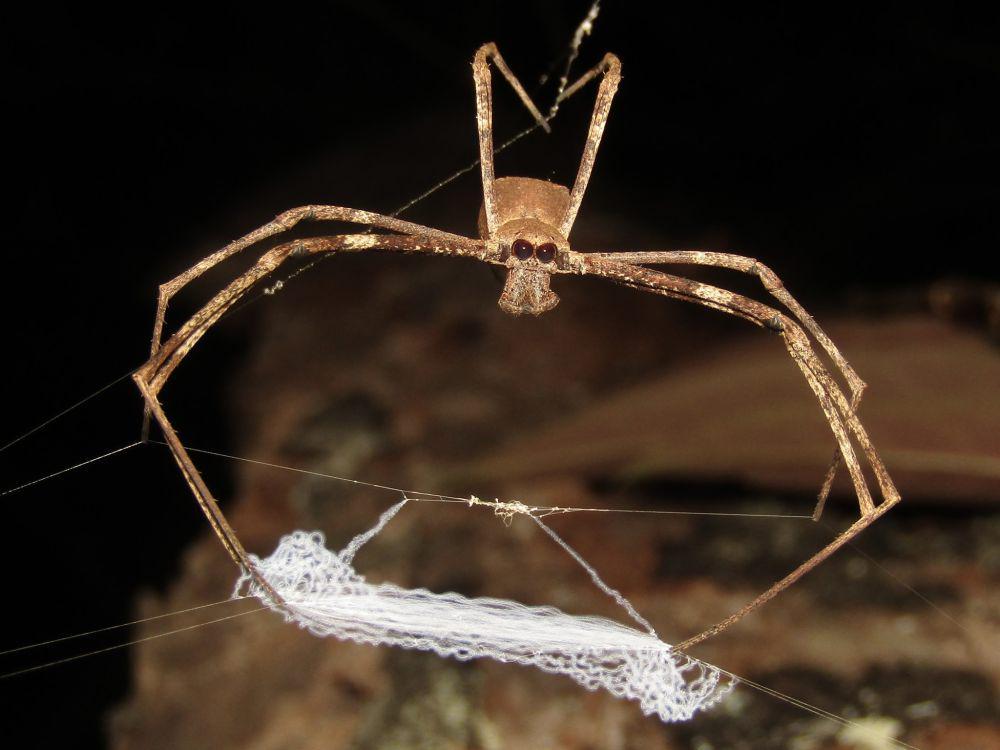 5 Rahasia Net-casting Spider, Laba-laba yang Bisa Melempar Jaringnya
