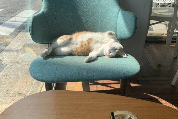Ilustrasi alasan mengapa kucing suka tidur di tempat aneh. (Pinterest/Xanthippe Pink)