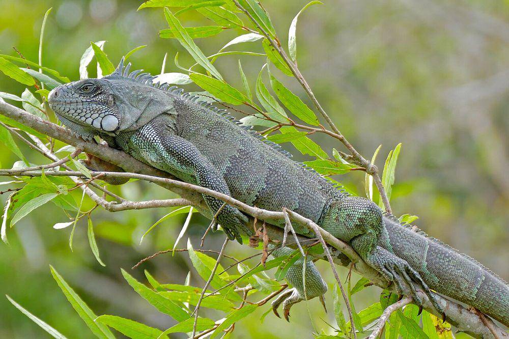 Iguana hijau (commons.wikimedia.org/Bernard DUPONT)
