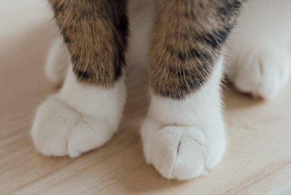 ilustrasi kaki kucing (pexels.com/Arina Krasnikova)