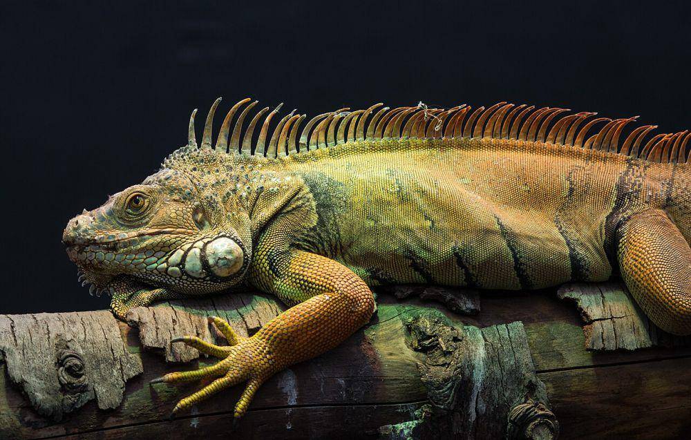 Iguana hijau (commons.wikimedia.org/Dinkum)