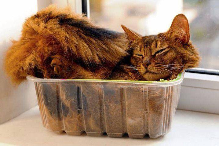 Ilustrasi alasan mengapa kucing suka tidur di tempat aneh. (Pinterest/grase)
