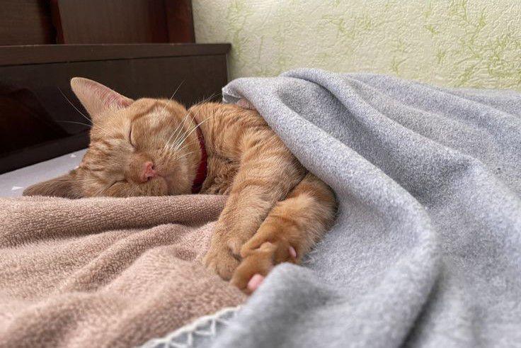 5 Alasan Ilmiah Mengapa Kucing Suka Tidur di Tempat Aneh