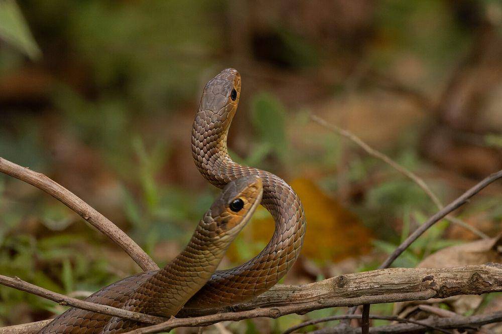 Ular (commons.wikimedia.org/Tisha Mukherjee)