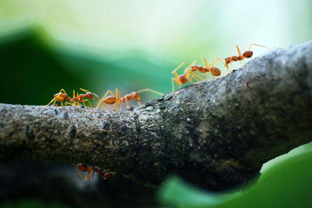 Semut bisa hitung langkahnya (pexels.com/Poranimm Athithawatthee)