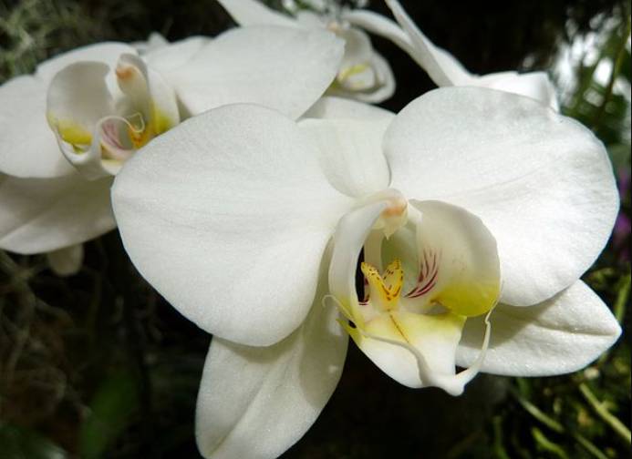 potret anggrek bulan (commons.wikimedia.org/Katja Schulz)