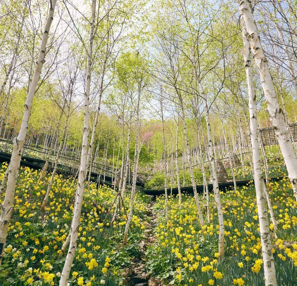 Potret Hutan Hwadam di Korea Selatan (instagram.com/hwadamsup)