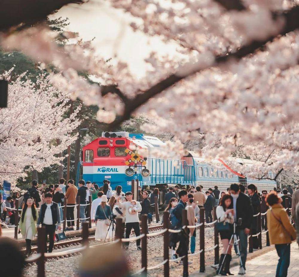 potret Jinhae Gunhangje Festival (instagram.com/jgfestival)