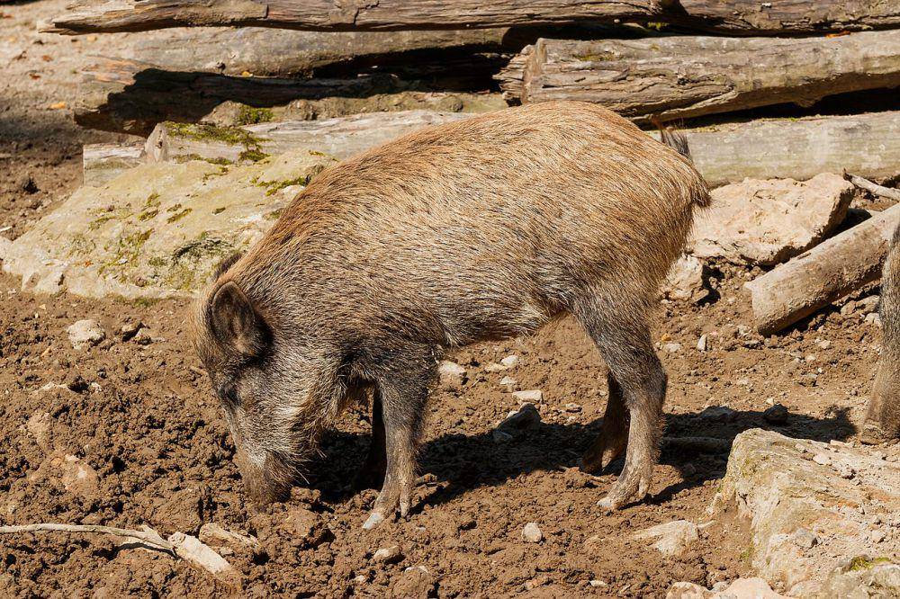 Ilustrasi babi (commons.wikimedia.org/H. Zell)