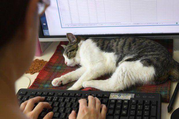 Ilustrasi alasan mengapa kucing suka tidur di tempat aneh. (Pinterest/Metro)
