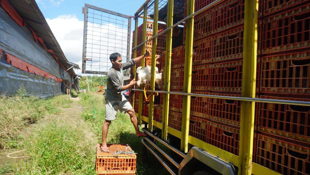 Jaga Stabilitas Harga, JAPFA Serap Ayam dari Peternakan UMKM