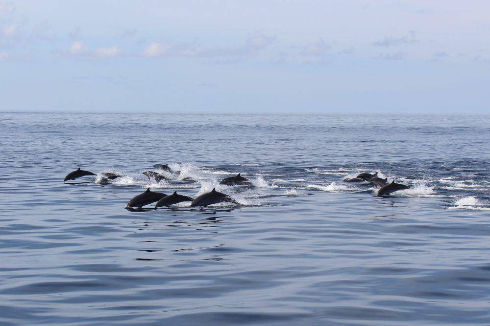 Potret lumba-lumba di Laut Banda (commons.wikimedia.org/Marwan Mohamad)