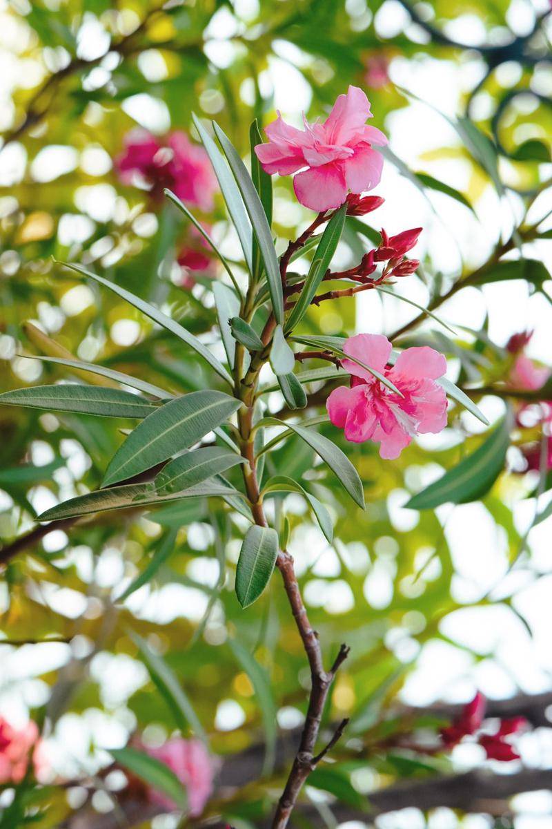 oleander (unsplash.com/rminedaisy)