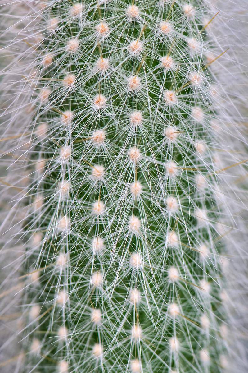 kaktus berbulu (unsplash.com/David Clode)