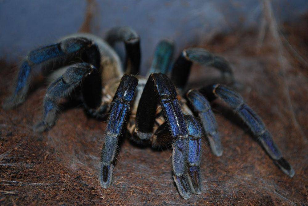 cobalt blue tarantula (commons.wikimedia.org/Flamesbane)