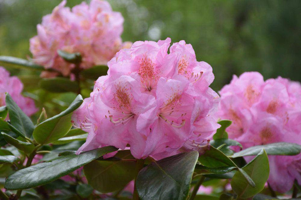 ilustrasi haaga rhododendron (freepix.com/DejaVu Designs)