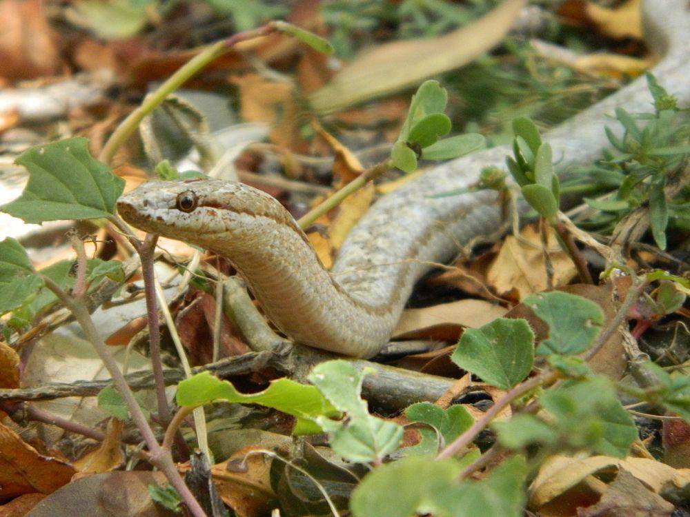 Ular pelari antigua (commons.wikimedia.org/Louis Imbeau)