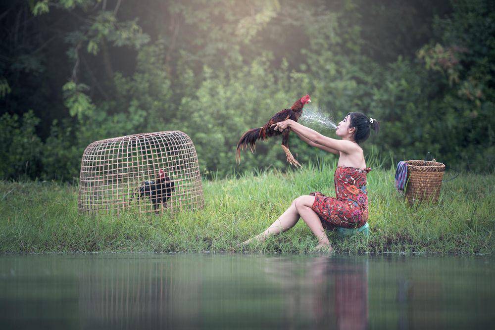 Ilustrasi sabung ayam atau tajen. (Pixabay.com/sasint)