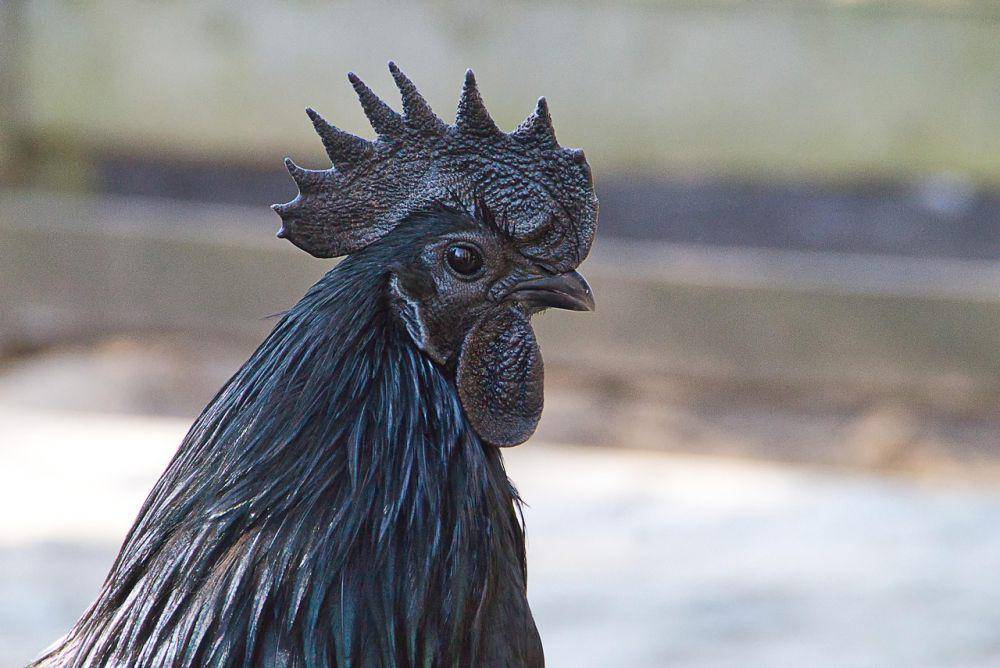 Ilustrasi ayam aduan. (Pixabay.com/ustm66)