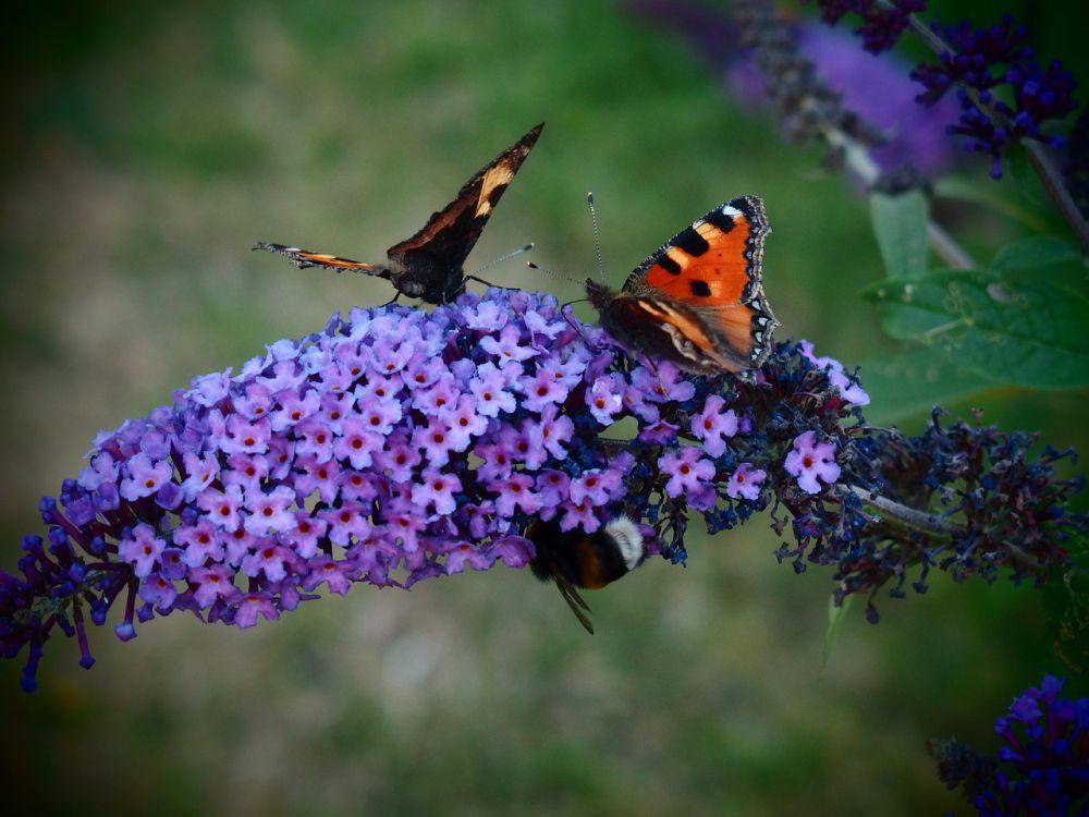 ilustrasi pugster amethyst butterfly bush (pixabay.com/martinavod)