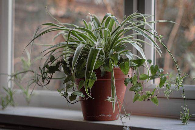 Ilustrasi spider plant (unsplash.com/Elly M)