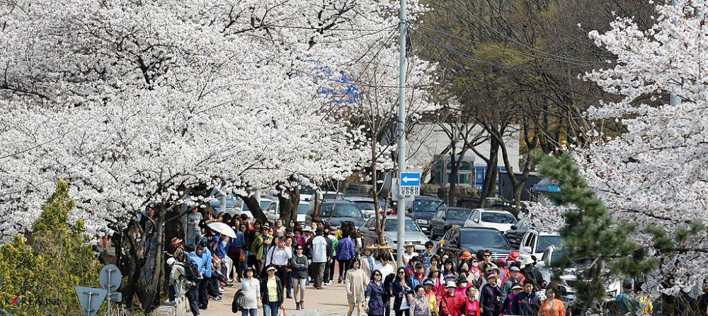 5 Festival Musim Semi Korea yang Gak Cuma tentang Bunga