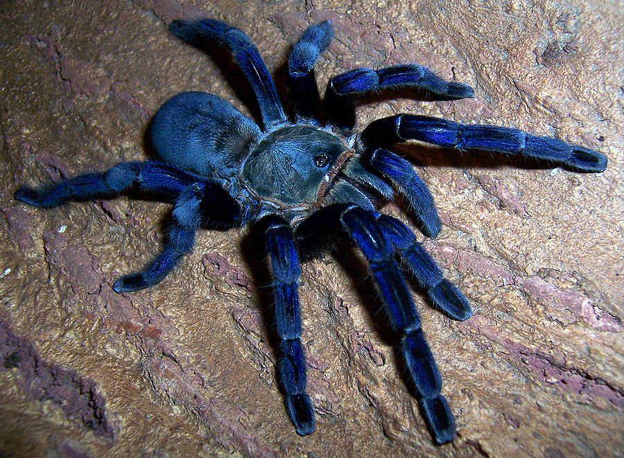 5 Fakta Cobalt Blue Tarantula, Laba-laba Cantik yang Sangat Agresif