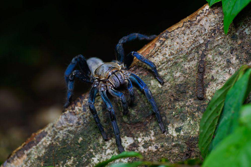 cobalt blue tarantula (commons.wikimedia.org/Rushen)