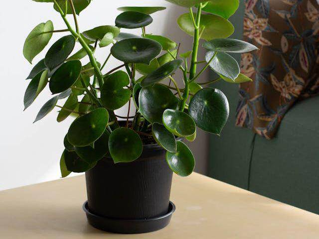 Ilustrasi baby rubber plant (pexels.com/Jàrdin De Neko))