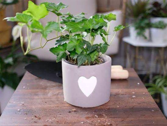 Ilustrasi tanaman English ivy (YouTube.com/Plant Mom Care)