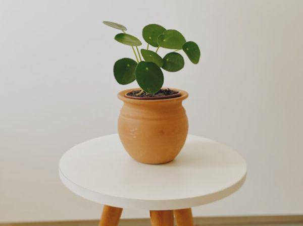 Ilustrasi tanaman chinese money plant (unsplash.com/Matheus Kohler)