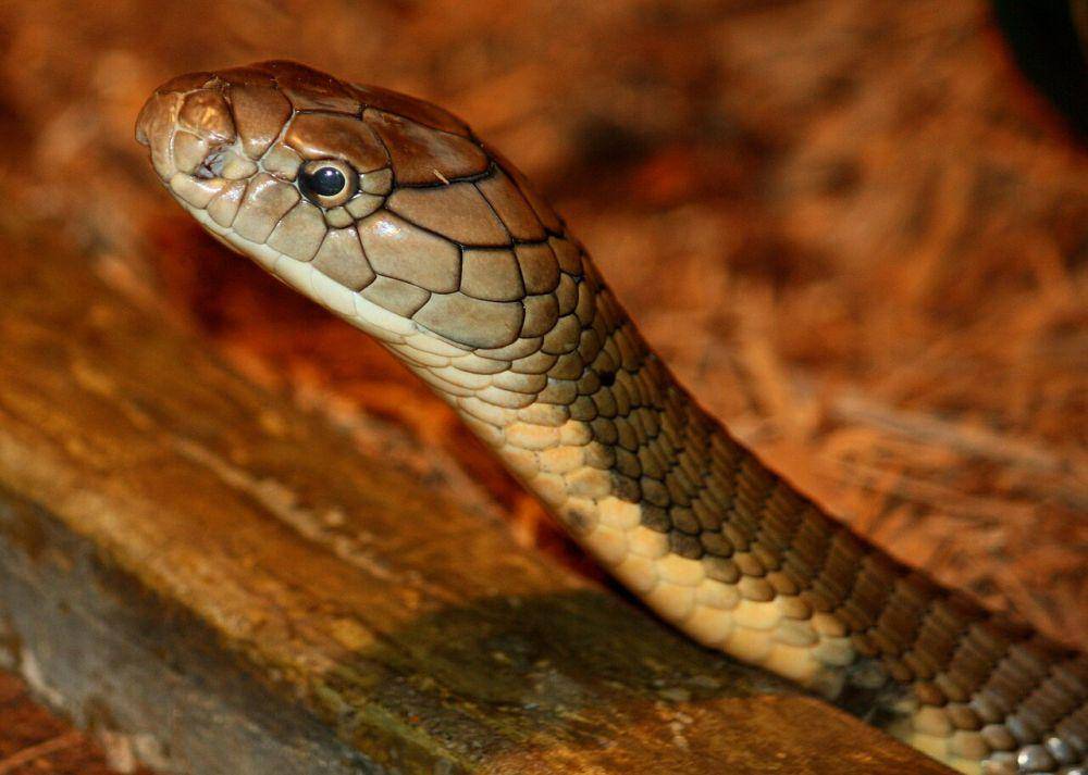 King cobra (commons.wikimedia.org/Ltshears)
