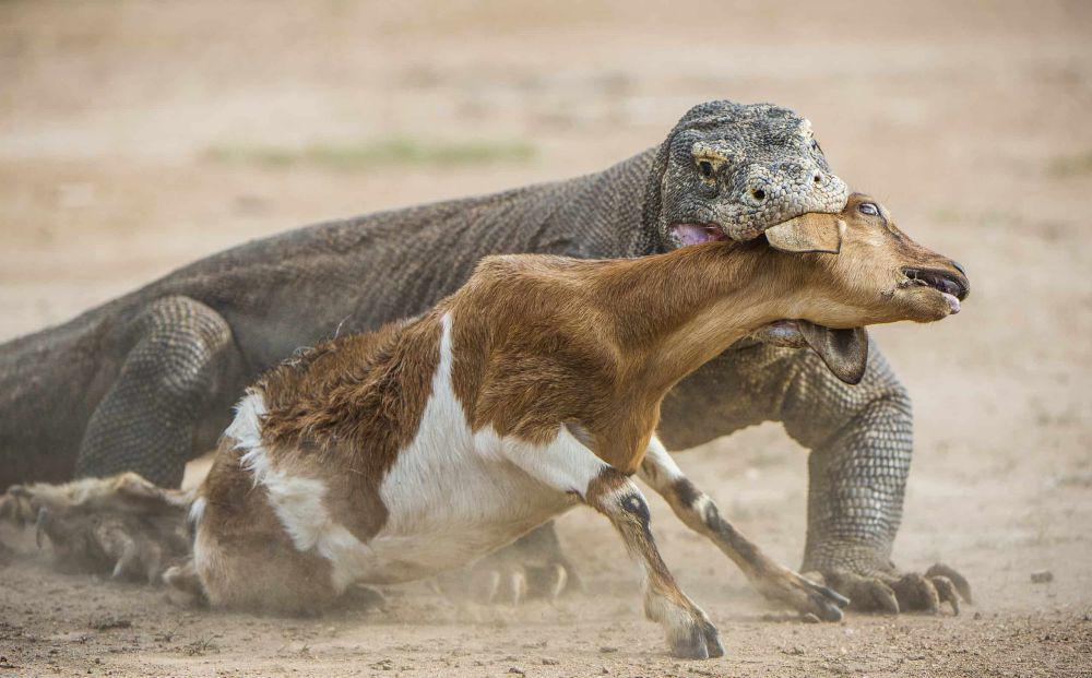 7 Hewan yang Mampu Kalahkan Komodo, Bagaimana Caranya?