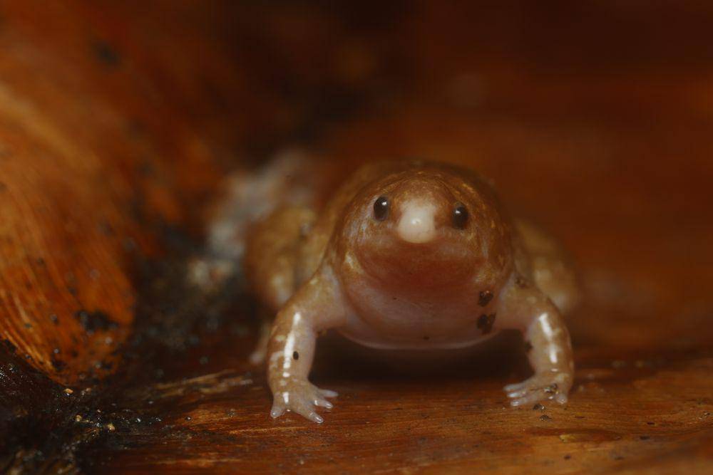 Tubuh mungil, suara unik nan nyaring (inaturalist.org/augustinbussac)