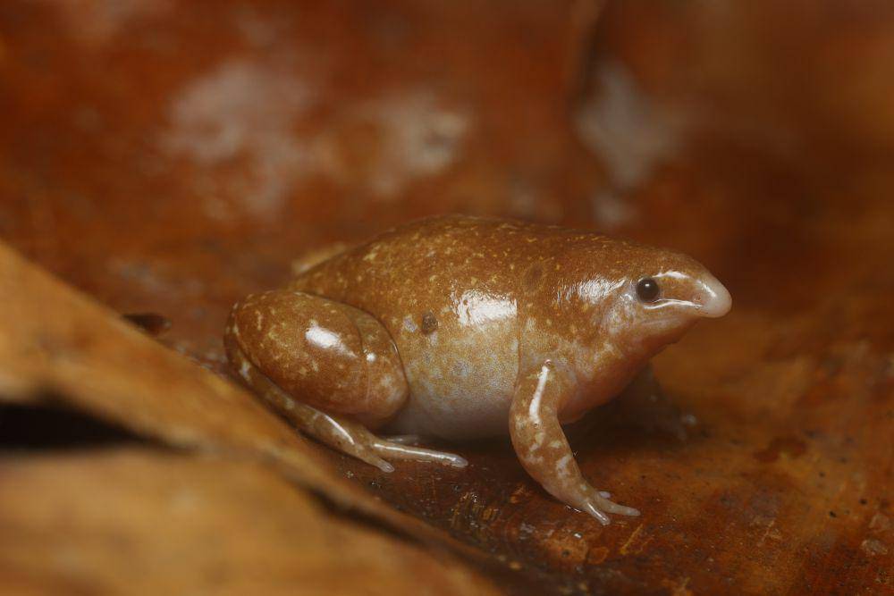 Tidak seram seperti namanya (inaturalist.org/augustinbussac)