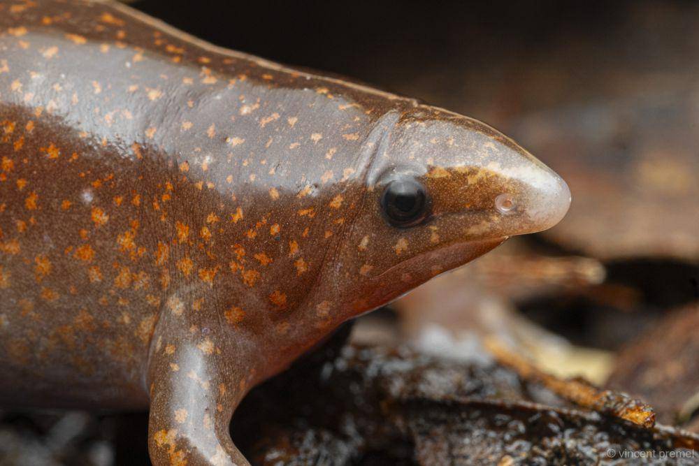 Tampilan close up katak zombie (inaturalist.org/vincentpremel)