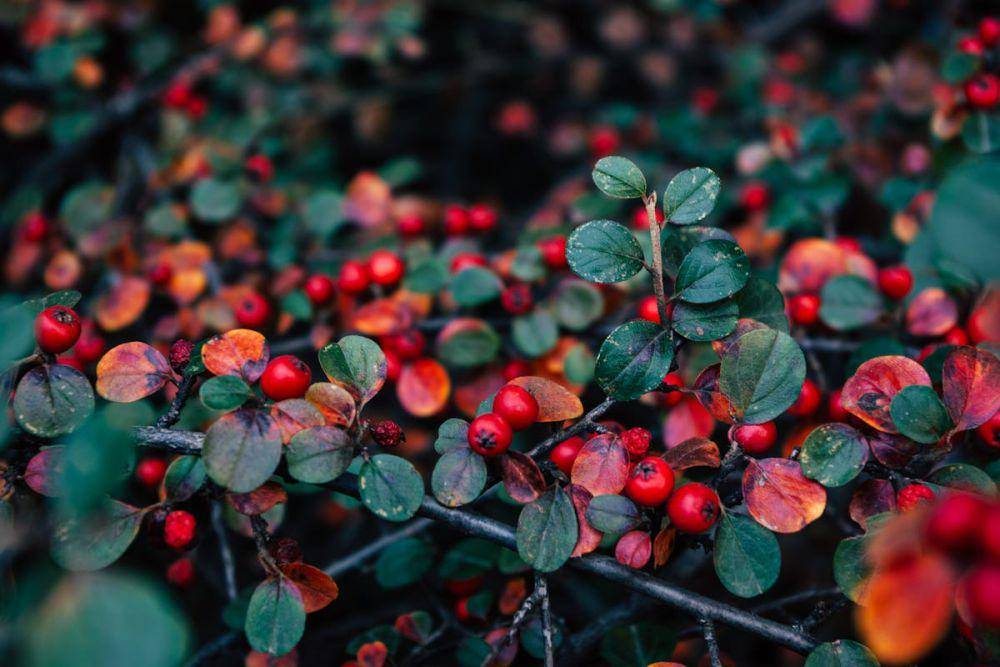 ilustrasi coral beauty cotoneaster (pexels.com/Dagmara Dombrovska)