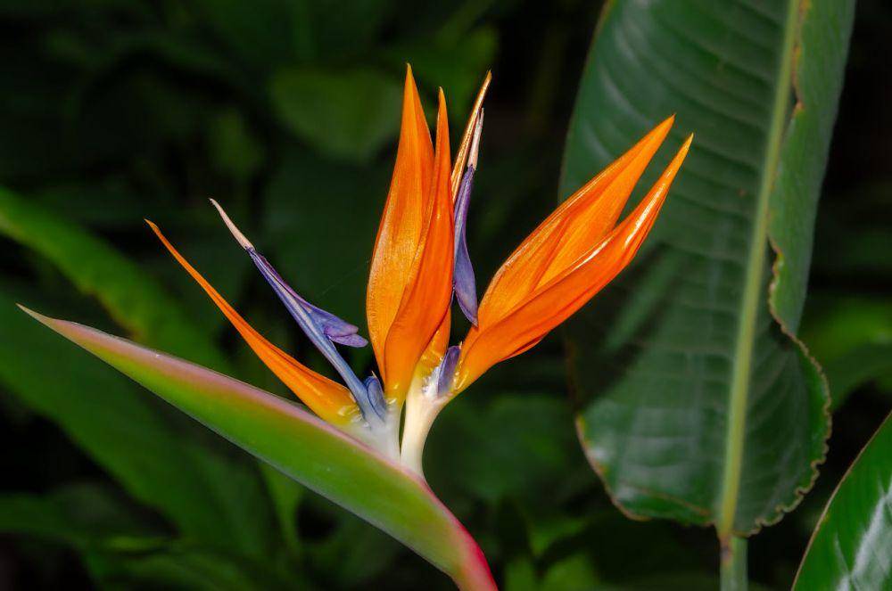 Bird of paradise (pexels.com/Siegfried Poepperl)
