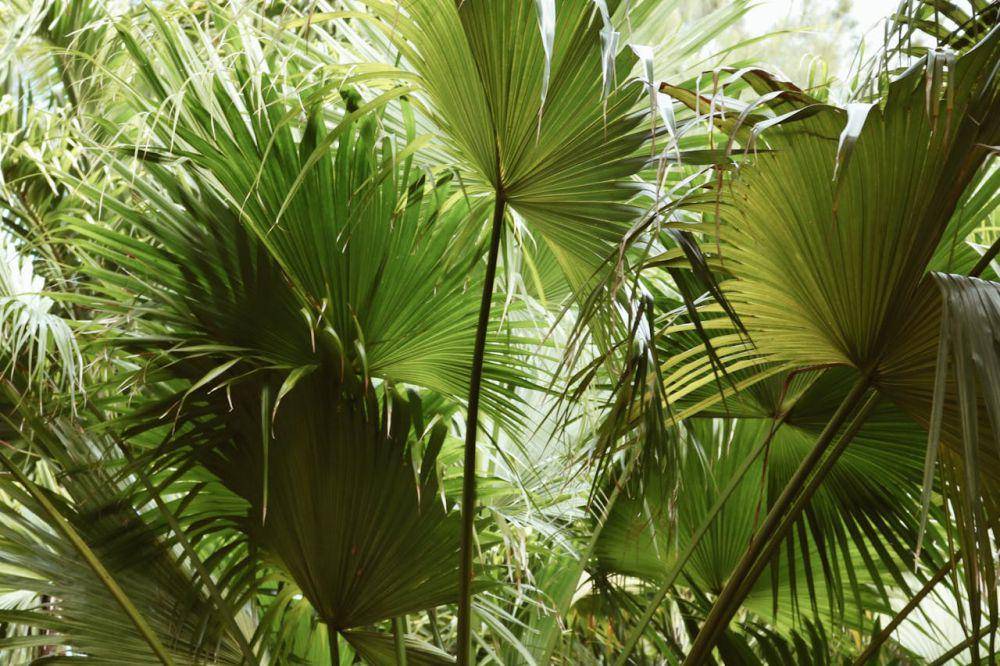 Palem kipas (pexels.com/Madison Inouye)