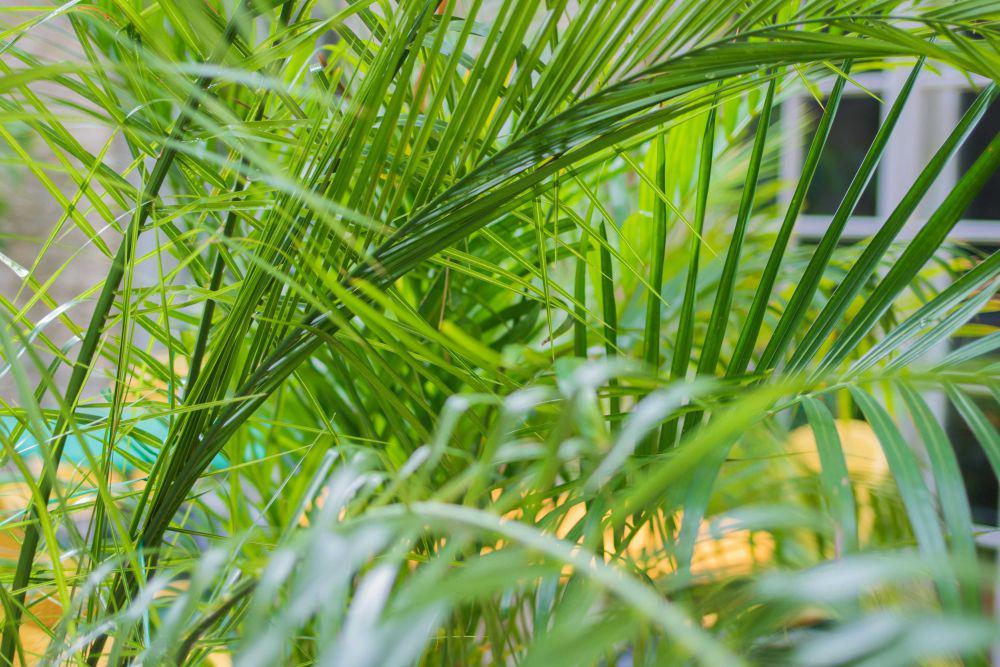 Ilustrasi tanaman areca palm (pexels.com/Maria Tyutina)