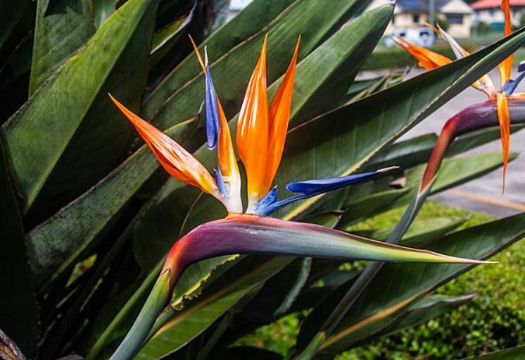 potret bird of paradise (commons.wikimedia.org/John Robert McPherson)