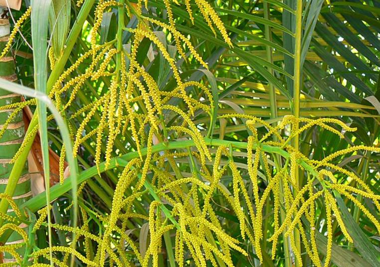potret areca palm (commons.wikimedia.org/Dinesh Valke)