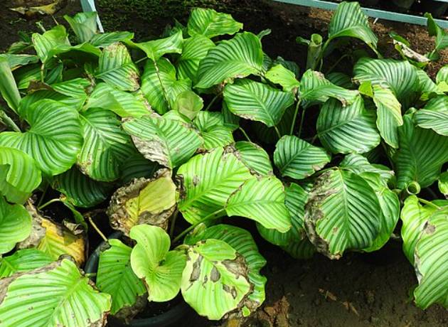 potret calathea orbifolia (commons.wikimedia.org/Yercaud-elango)