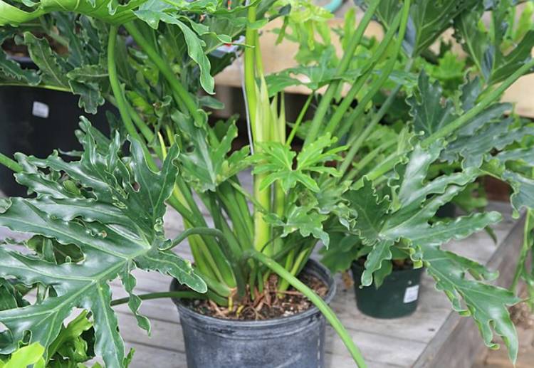 potret philodendron selloum (commons.wikimedia.org/David J. Stang)